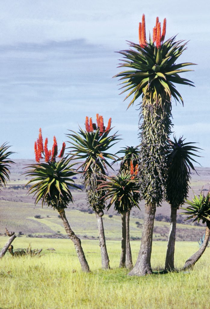 11 Aloe-plants-region-Transkei-South-Africa