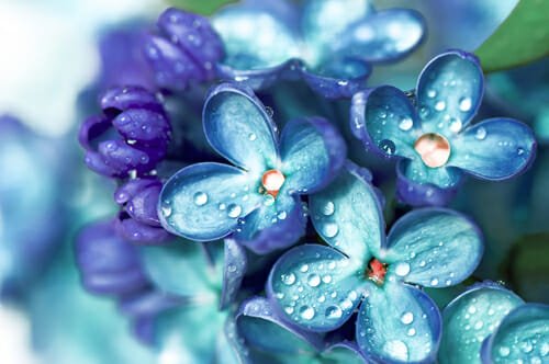 fiori azzurri 1
