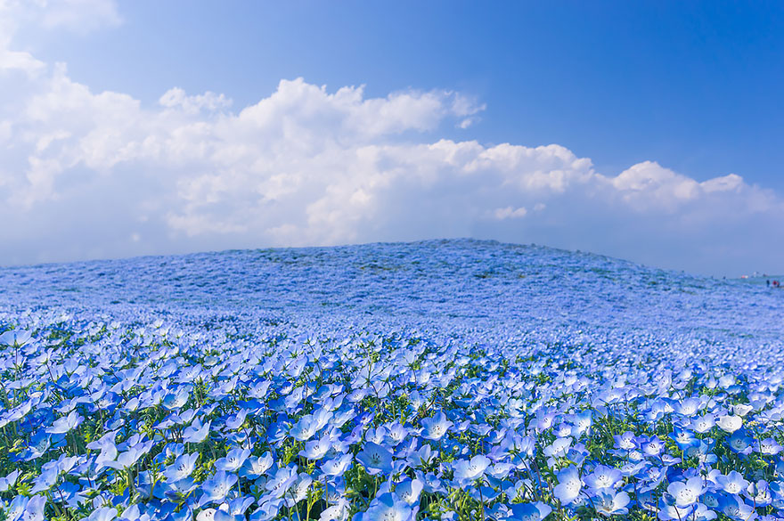 fiori azzurri 5