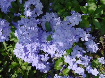 fiori azzurri 7