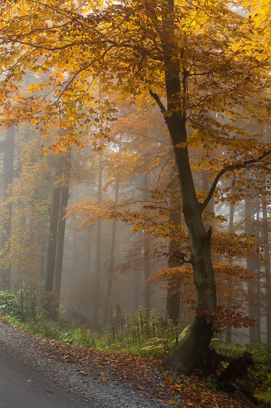 autumn-fog-beech-colorful-autumn-colorful-leaves-forest-nature-landscape-trees
